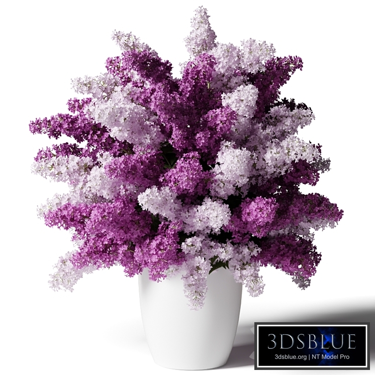 White and pink lilacs in a white vase