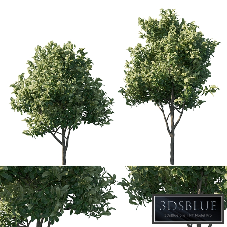 Eriobotrya japonica loquat 03