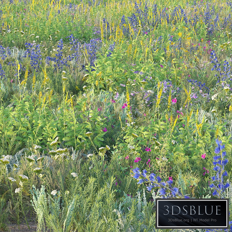 Blooming meadow grass 2