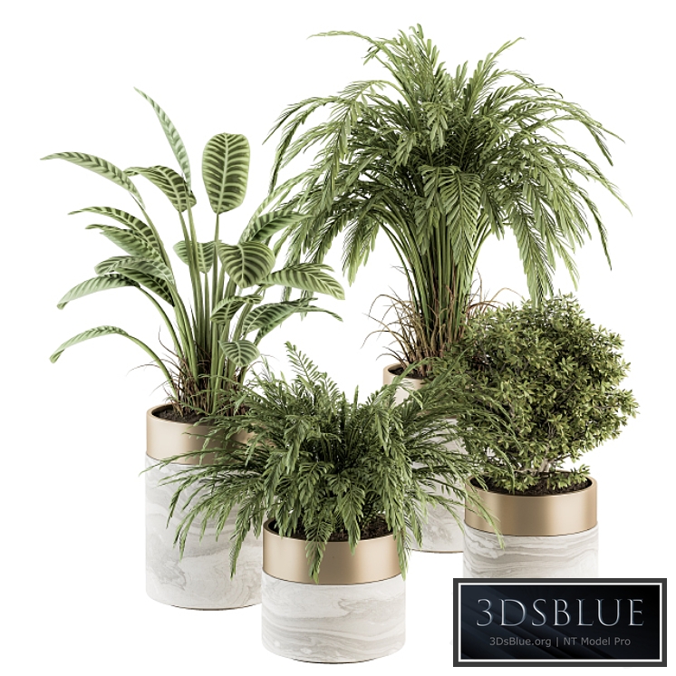 indoor Plant Set 245 - Plant Set in pot