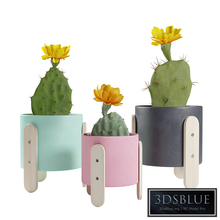 Opuntia Cactus Pack