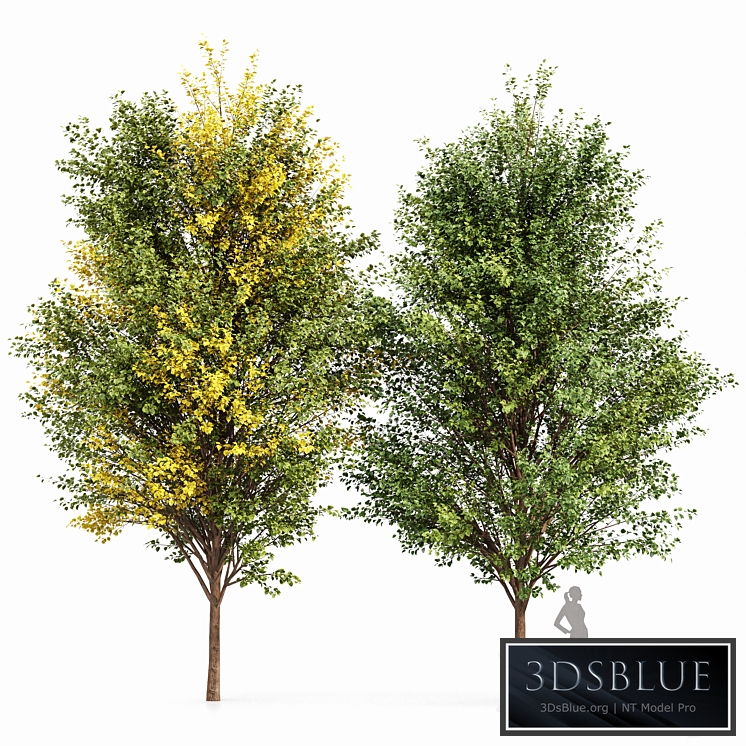 Canadian Poplar 2 Trees