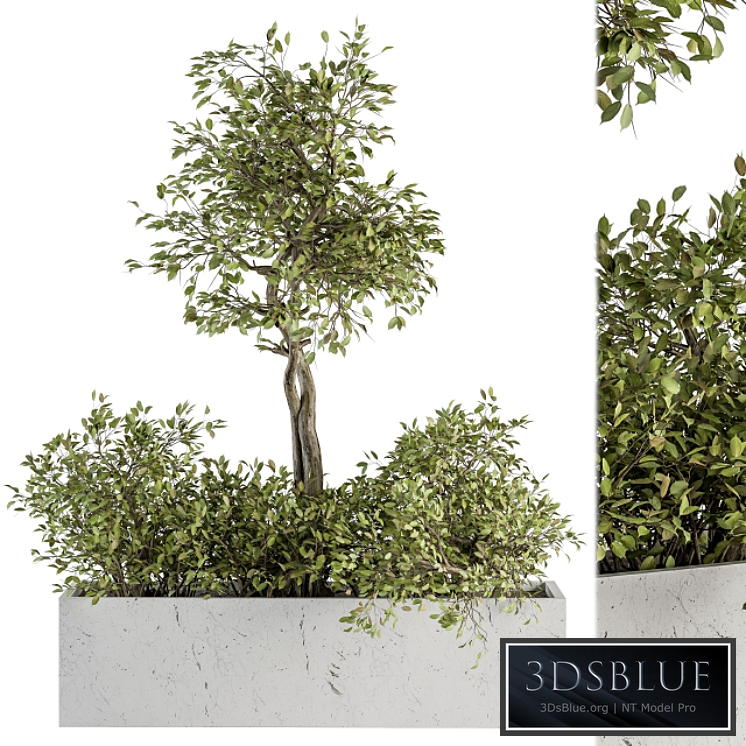 indoor Plant Set 235 - Plant Set in Box