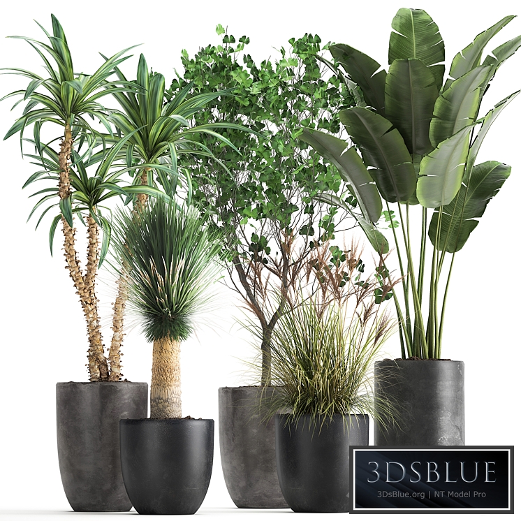 Plant collection 1016. Strelitzia, tree, banana, bush, black pot, Ginkgo biloba, Dracaena, Yucca beak