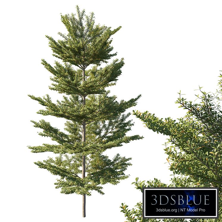 Terminalia mantaly Madagascar almond