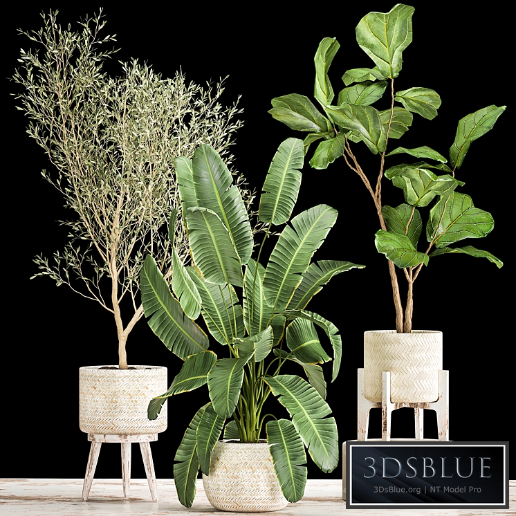Plant collection 1017. Olive, tree, white basket, Ficus lyrata, Strelitzia, banana, interior, exotic, Scandinavian style