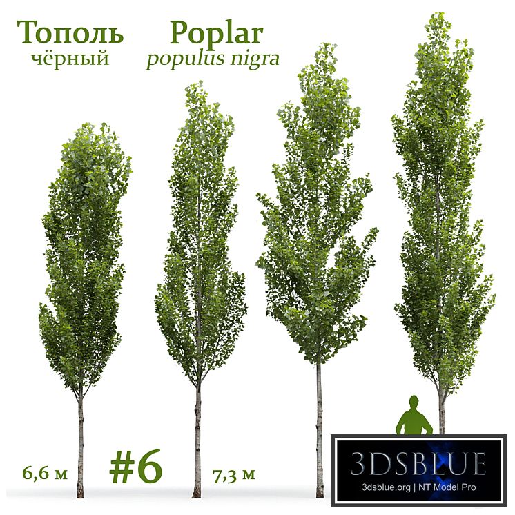Poplar / Populus nigra #6