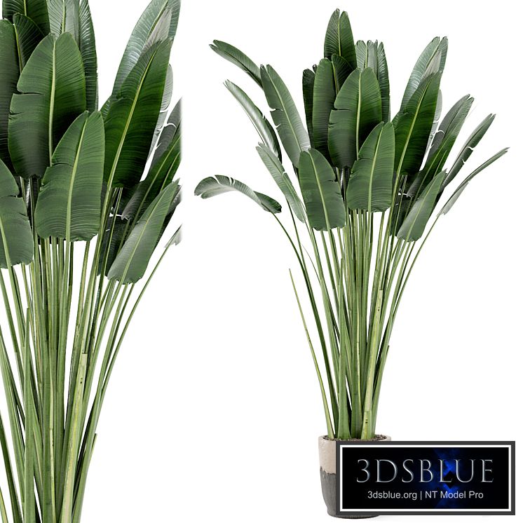 Indoor Plants In Handmade Glazed pot - Set 190