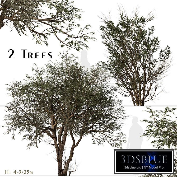 Set of Ghaf Tree (Prosopis cineraria) (2 Trees)