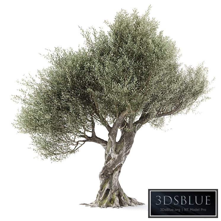 Olive tree 1