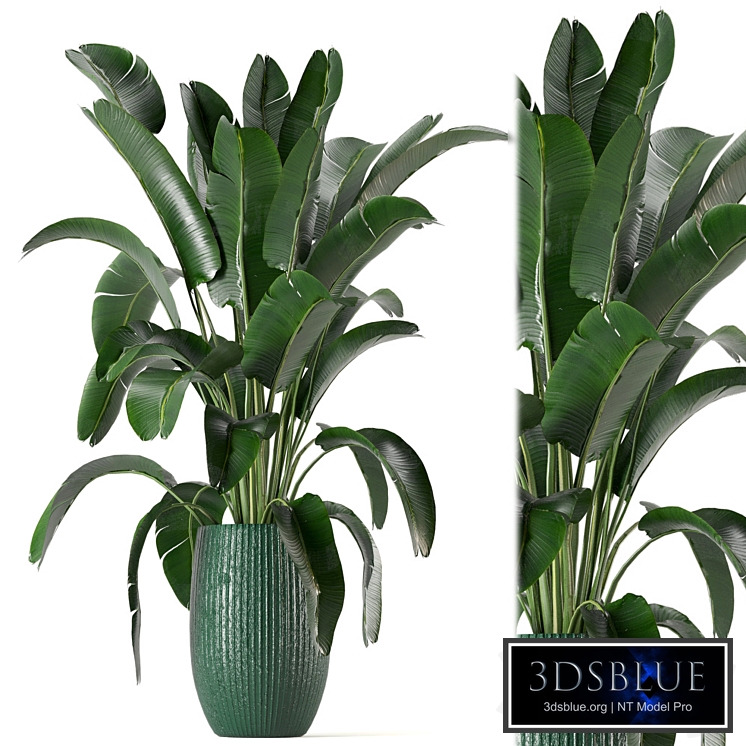 Indoor Plants Collection - Set 0034