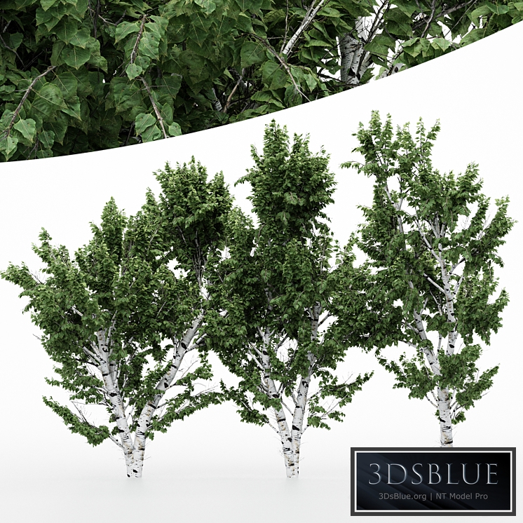 5diffrent tree White Birch