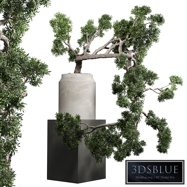 bonsai tree vase old concrete dirt pot