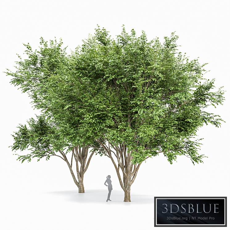 European Beech 2 Trees