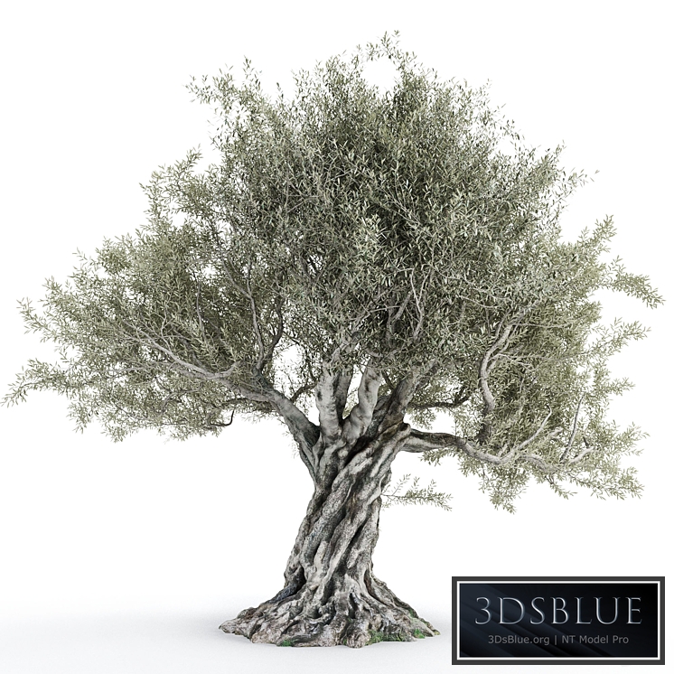 Olive tree 2