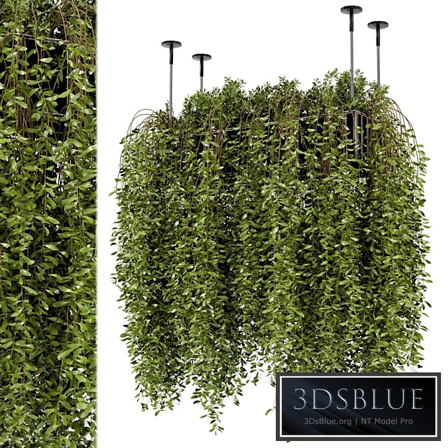 Indoor Hanging Plants in Metal Box - Set 192