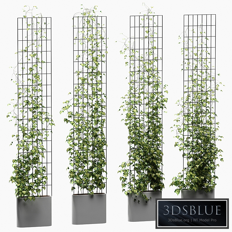 Ivy on the trellis. 4 models