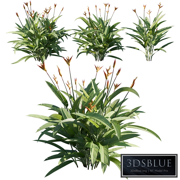 Heliconia psittacorum 02