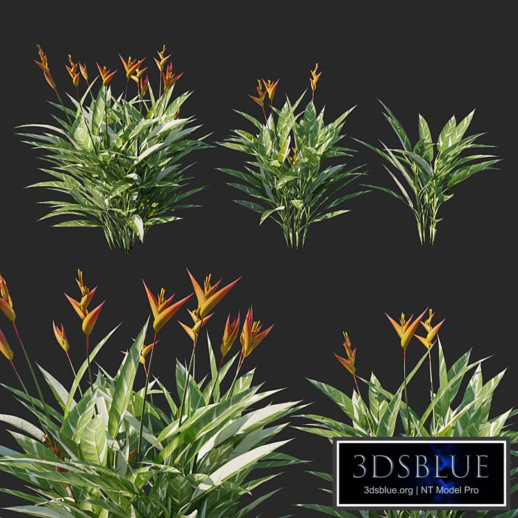 Heliconia psittacorum variegated 02