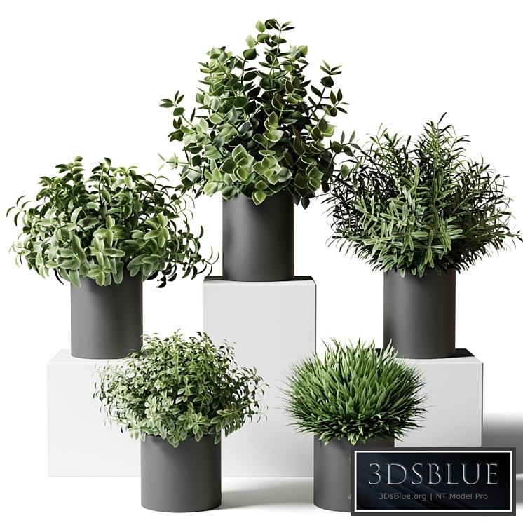 Small indoor plants in pots in the kitchen