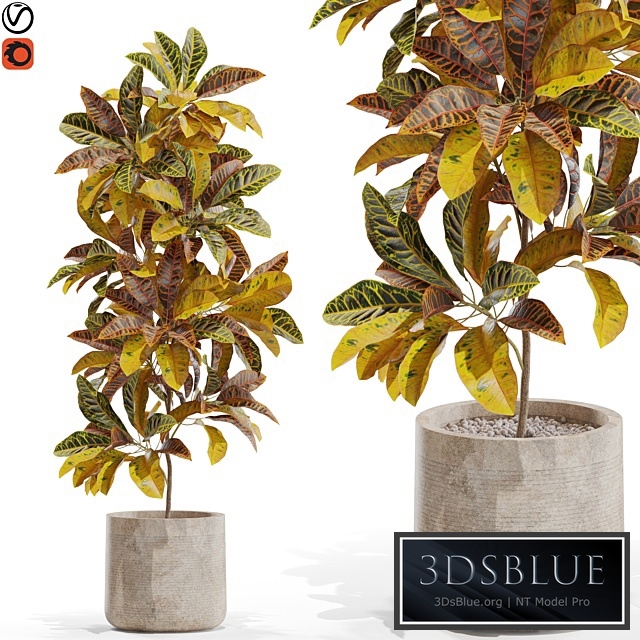 Plants collection 557