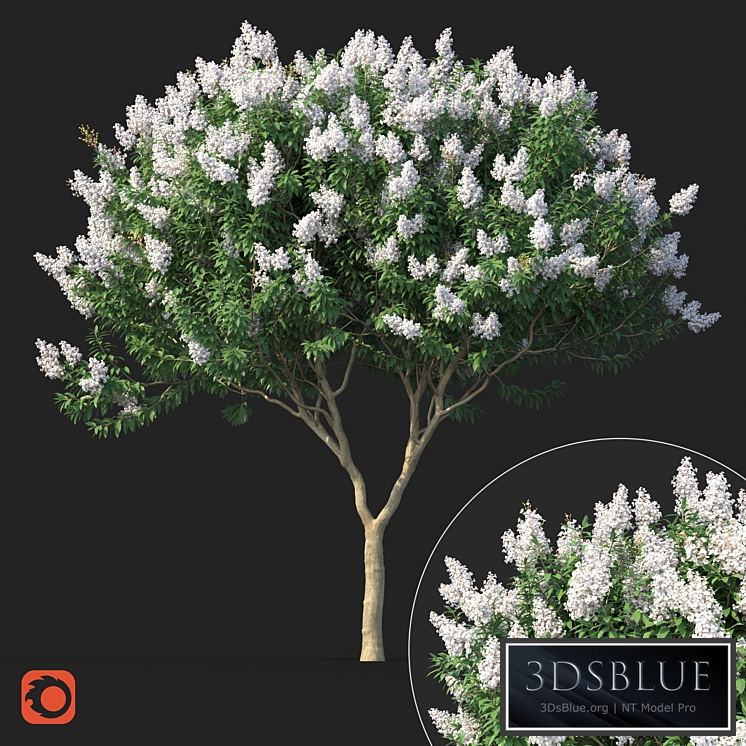 Lagerstromia tree with white flowers No 1 Corona