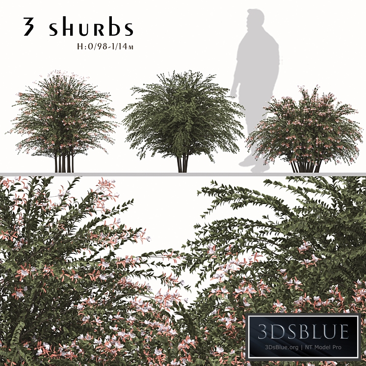 Set of Abelia grandiflora Plants (Pearl Acacia) (3 Shrubs)