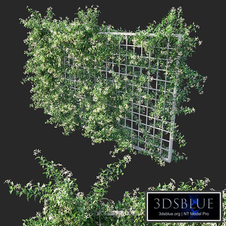 Trachelospermum Star Of Toscane _Star Jasmine 02