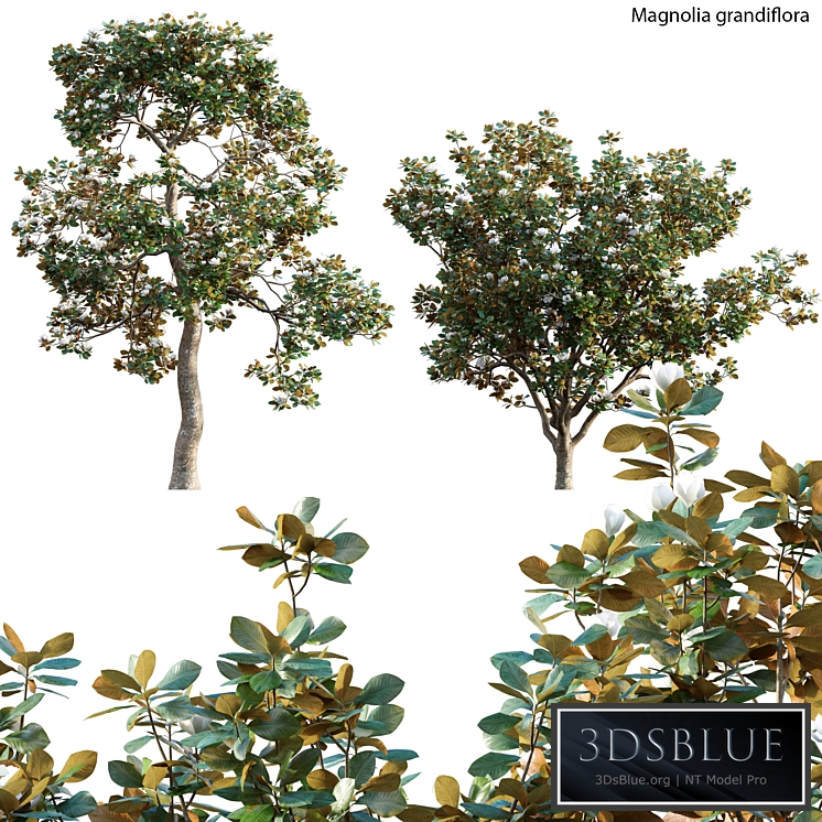 Magnolia grandiflora 02