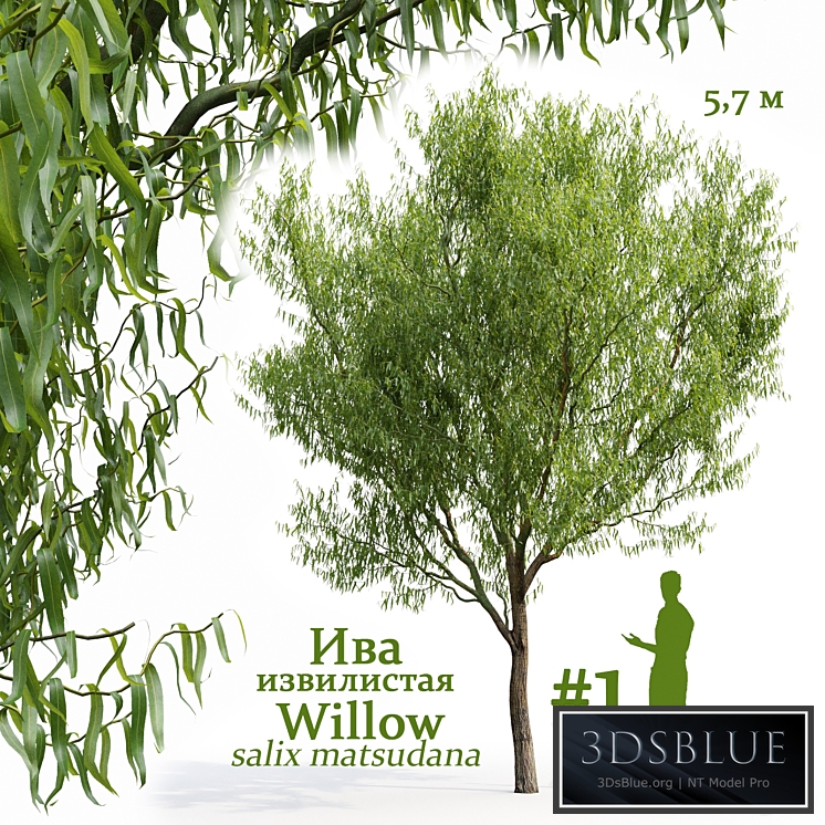 Willow / Salix matsudana # 1