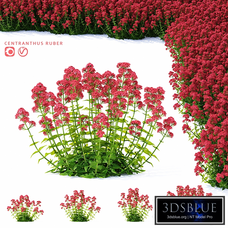 Valerian red flowers | Centranthus ruber