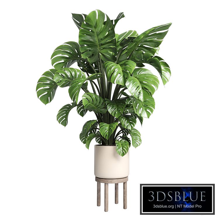 Indoor plant 89 wood vase pot plant monstera