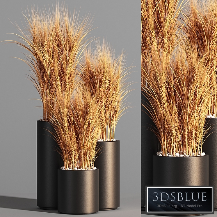 Indoor Plant Set 47 Wheat