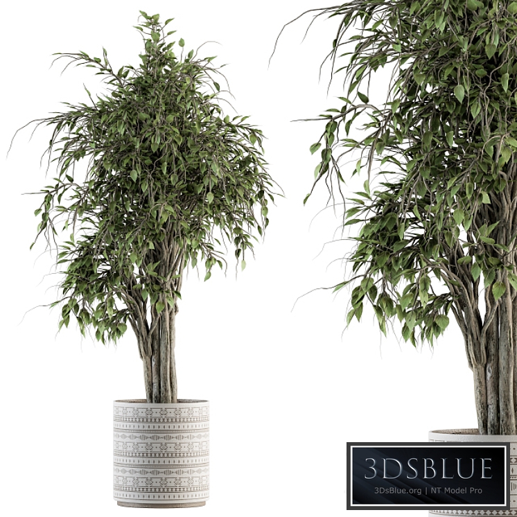 indoor Plant Set 266 - Ficus Benjamin Plant in pot