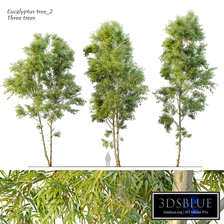 Eucalyptus_2