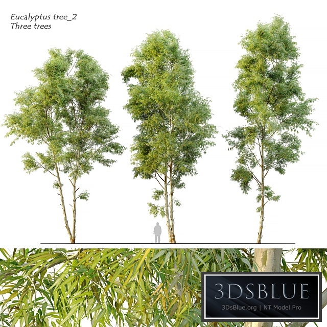 Eucalyptus_2