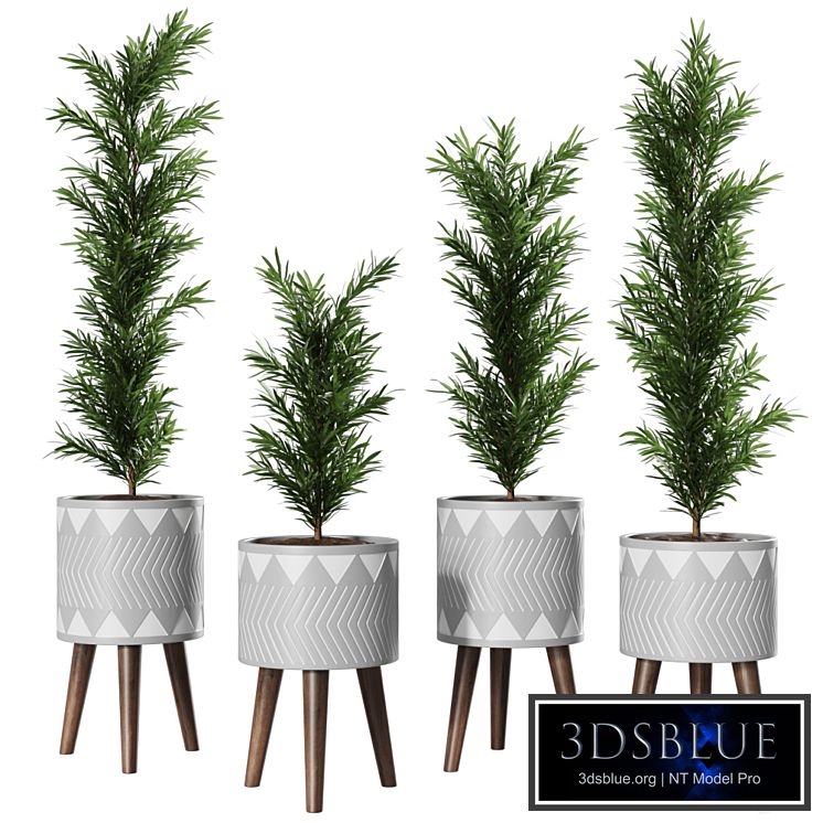 Podocarpus Vase Plant