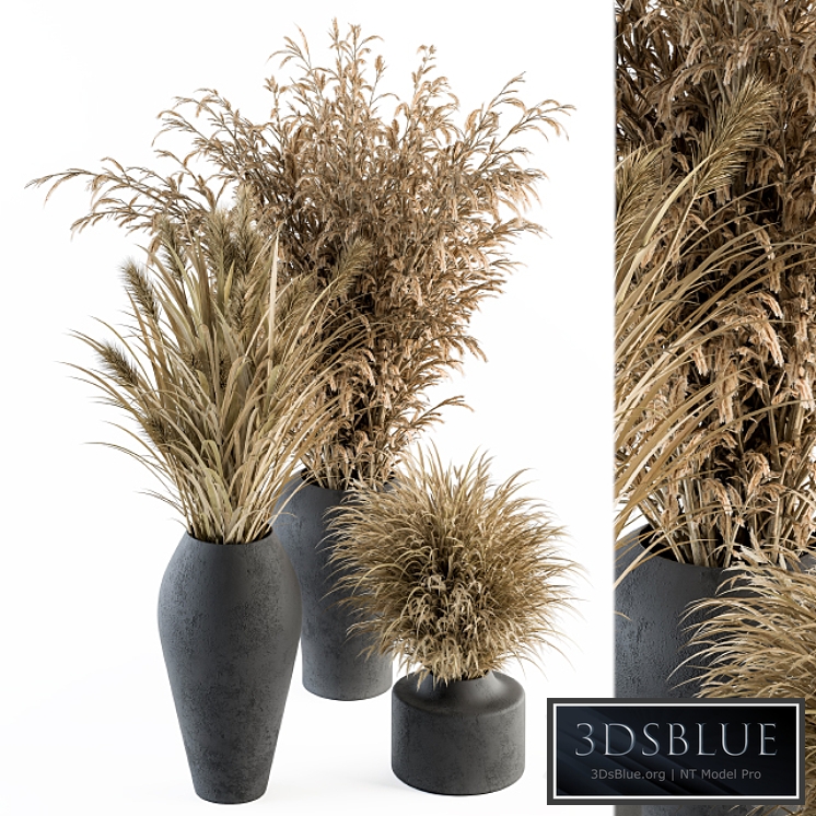 Dry plants 81 - Dried Plants Set