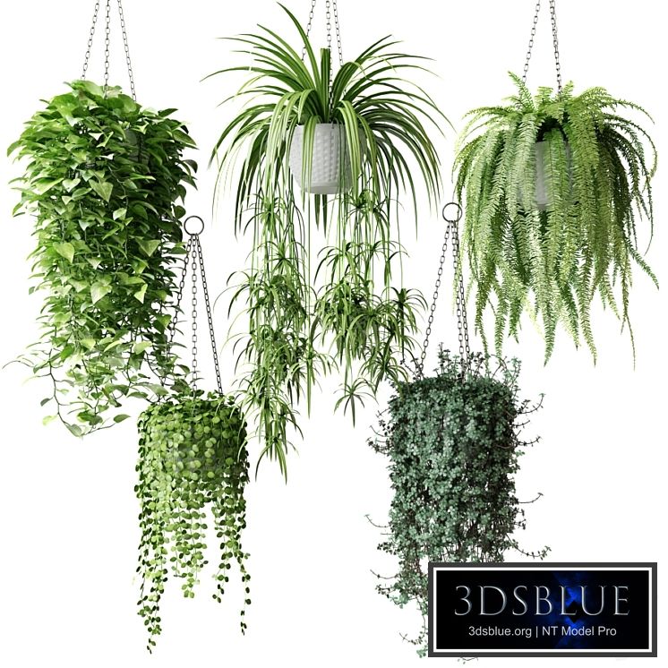 Ampel plants in white wicker pots