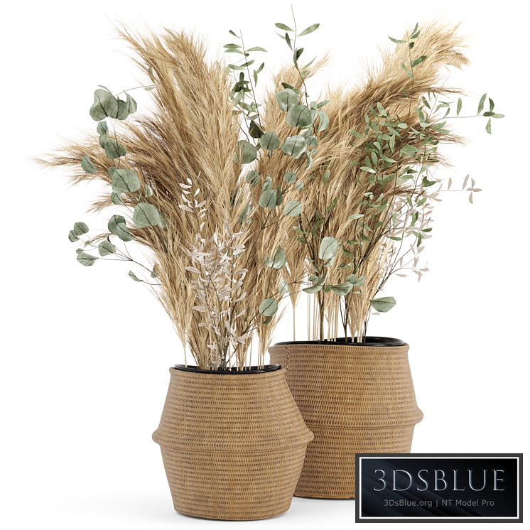 Dry plants 20 - Dried Plantset Pampas set with Wicker Basket