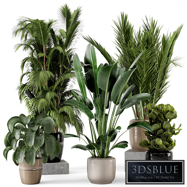Indoor Plants in rusty Concrete Pot - Set 217