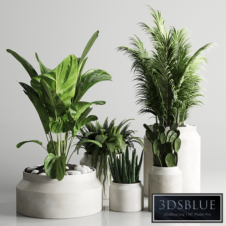 Collection indoor plant 96 pot plant palm fern cactus concrete vase