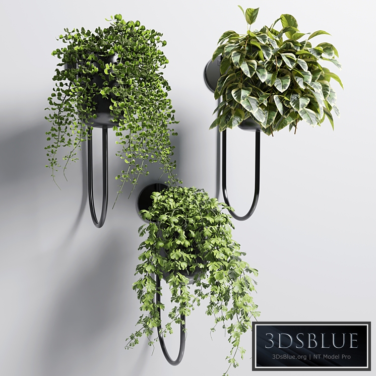 collection Indoor plant 101 vase metal stand wall plant