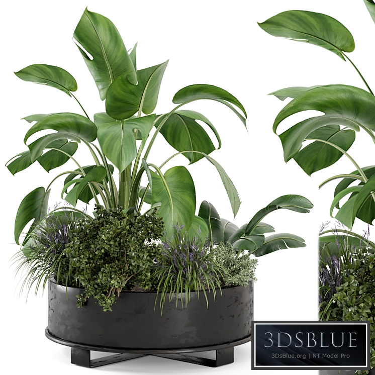 Outdoor Plants Bush in rusty Metal Pot - Set 222