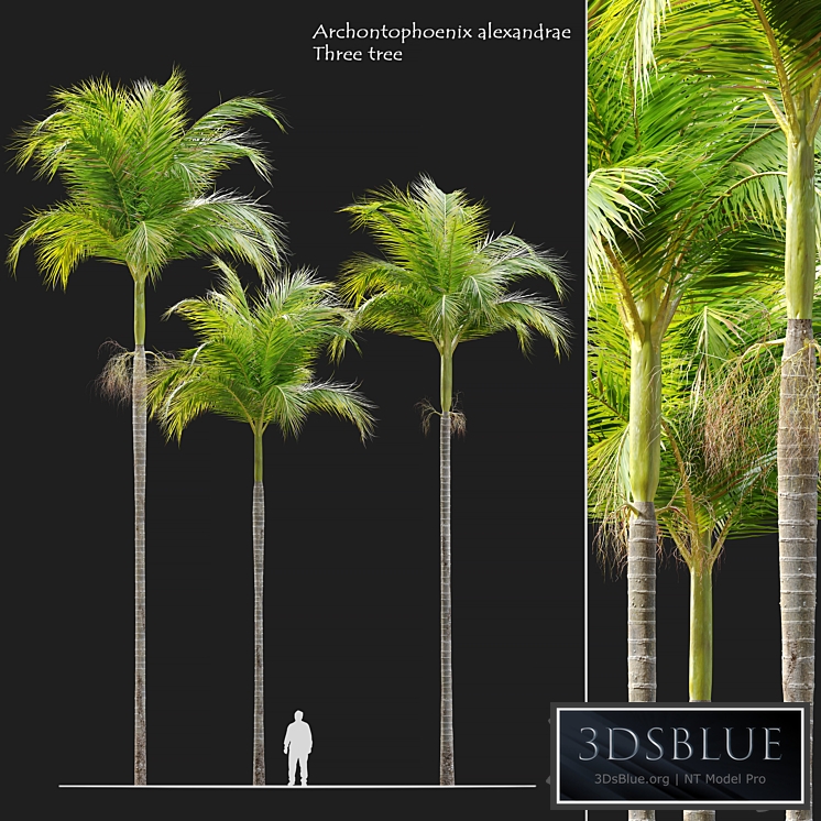 Archontophoenix alexandrae