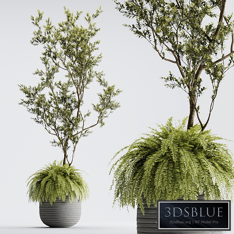 Indoor Plant 01 - ORGANIKA