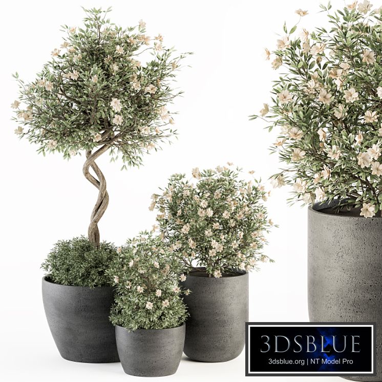 Outdoor Plant Set 239 - Flower Tree in Pot