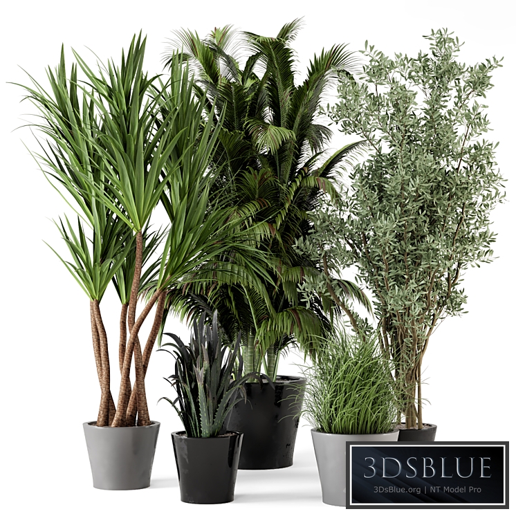 Indoor Plants in rusty Concrete Pot - Set 225