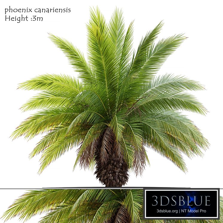 Phoenix canariensis