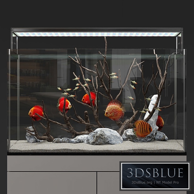 Aquarium discus fish